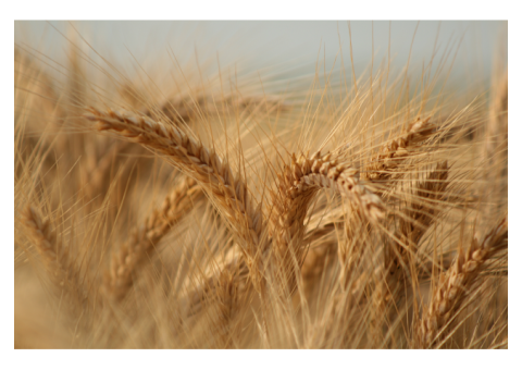 COMPRA DE TRIGO EN CASTILLA LEON