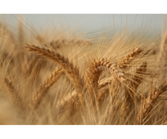 COMPRA DE TRIGO EN CASTILLA LEON