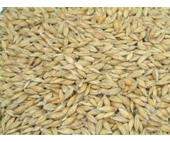 CEBADA NACIONAL  DESTINO